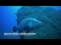 Tauchen Madeira, Atalaia Diving Center, Brauner Zackenbarsch 8, tauchen madeira, madeira tauchen, atalaia, tauchen auf madeira, atalaia madeira, madeira diving, diving madeira, atalaia diving center, tauchschule madeira, scuba diving madeira, madeirawandern, diving center, madeira diving center, diving, madeira tauchs