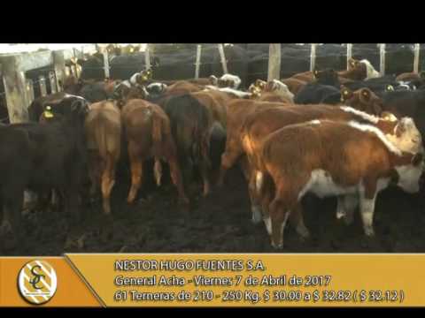 07-04-17 Venta de Terneras - Nestor Hugo Fuentes S.A. - Gral Acha.
