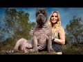 THE ‘HIPPO’ BULLY - HAIRLESS AMERICAN BULLY - Brand New Dog Breed!
