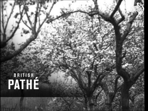 Reginald King And Alfredo Campoli (1940)