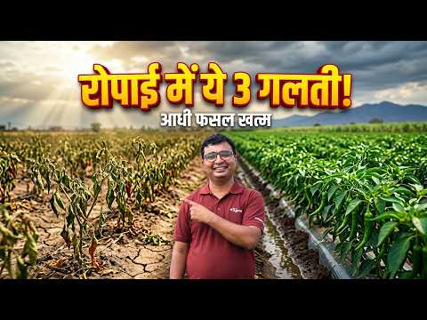 मिर्च की रोपाई: 3 फीट या 6 फीट? सही दूरी से पाएं दोगुना उत्पादन!