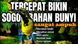 Download lagu Tercepat bikin sogon bahan bunyi gacor‼️ Pancingan sogon agar emosi mp3 Download lagu Tercepat bikin sogon bahan bunyi gacor‼️ Pancingan sogon agar emosi mp3