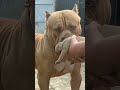 Don T Touch My Baby Angry Pitbull Viral Short