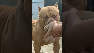 don&#39;t touch my baby...#angry #pitbull ...#viral #short ....