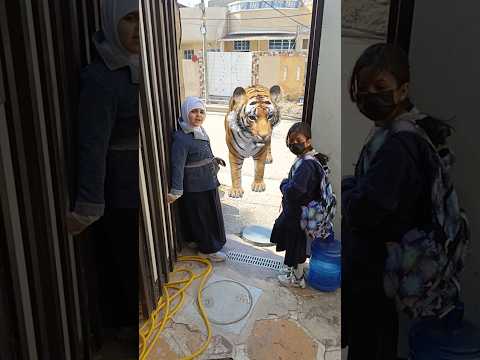 شوف النمر وين واكفلهن يخافن يطلعن 🐯🐯🐯 #الشعب_الصيني_ماله_حل