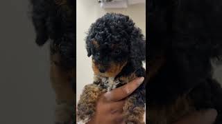 Video preview image #4 Poodle (Miniature) Puppy For Sale in WALDORF, MD, USA