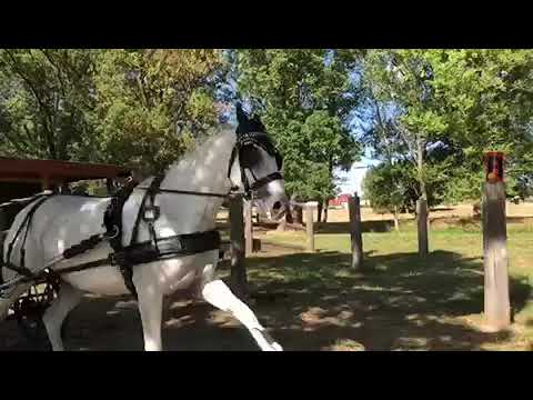 Christian Bodewei  Geländefahren Groß Quenstedt 2018