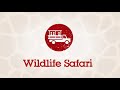 Wildlife Safari