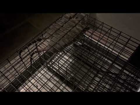 Rugged Ranch Ratinator No Poison, Multi Catch Live Animal Rat Catch and Release Cage Trap Review