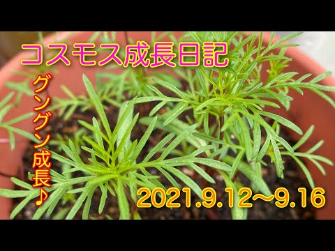 コスモスの種の育て方は？特別な注意が必要ですか?  庭園