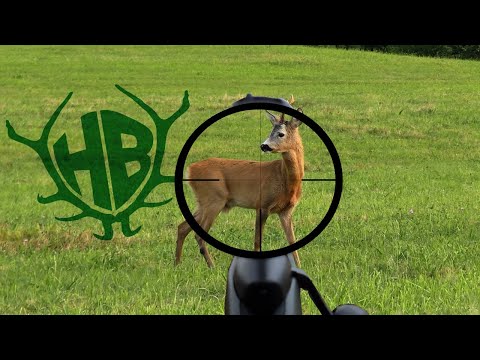 der magische Heuballen - Blattjagd mit dem Jagdbüro Kahle 2022