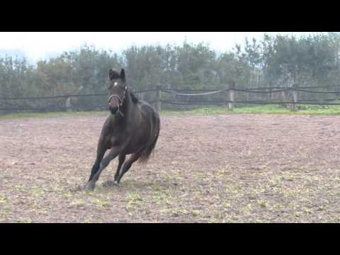 2jährige Stuten von Don Nobless (braun) und Millenium (Rappe)