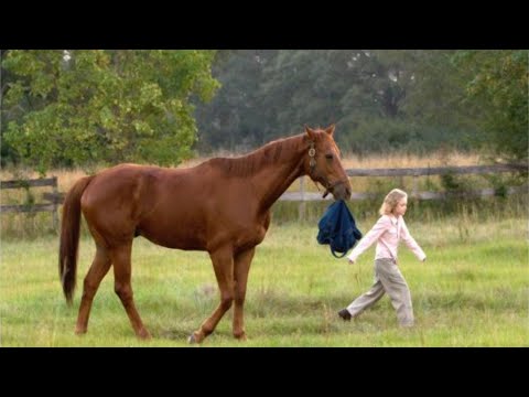 Dreamer Full Movie Facts & Review / Kurt Russell / Dakota Fanning