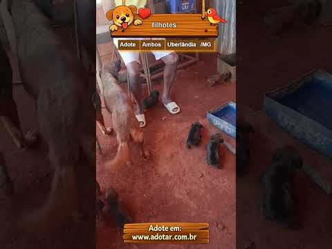 Vídeo de filhotes