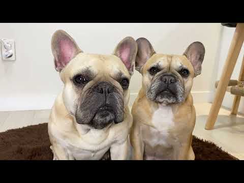 15 Sounds French Bulldogs Make In Under 5 Minutes **TOO FUNNY