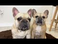 15 Sounds French Bulldogs Make In Under 5 Minutes TOO FUNNY