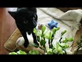 Adopted MORTICIA Of All 4 Cats Rescue
