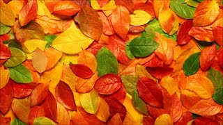 Glazunov: The Seasons: Autumn (Scottish National Symphony Orchestra, Neeme Järvi)