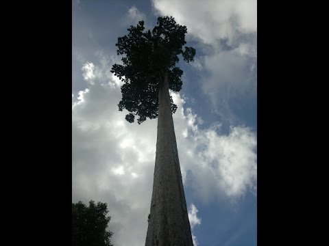 2010 Visit to the Tallest Tree in the Philippines