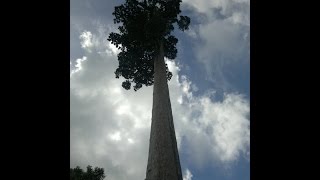 2010 Visit to the Tallest Tree in the Philippines