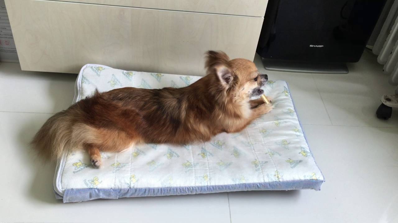 Hugo Chewing Shark Cartilage