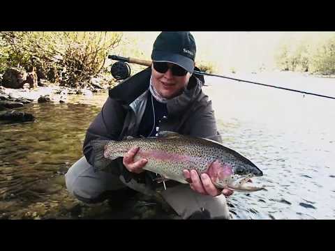 SocaFly - Corona Fish