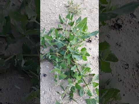 Spieß-Melde (Atriplex prostrata): Der salztolerante Pionier für Küste und Naturgarten