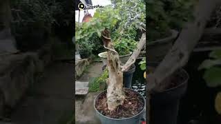 Download lagu koleksi bonsai mini dari agung garden keliki mp3