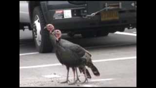 Turkey Crossing