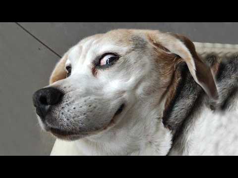 Des animaux drôles qui prouvent qu'ils sont les meilleurs comiques 🤣 Funniest animals 2025