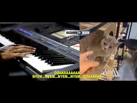 Viral...!!! this is the original video of the cat singing koplo | Lokong Lokong | pet lover like you