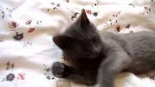 SLEEPY CAT Video