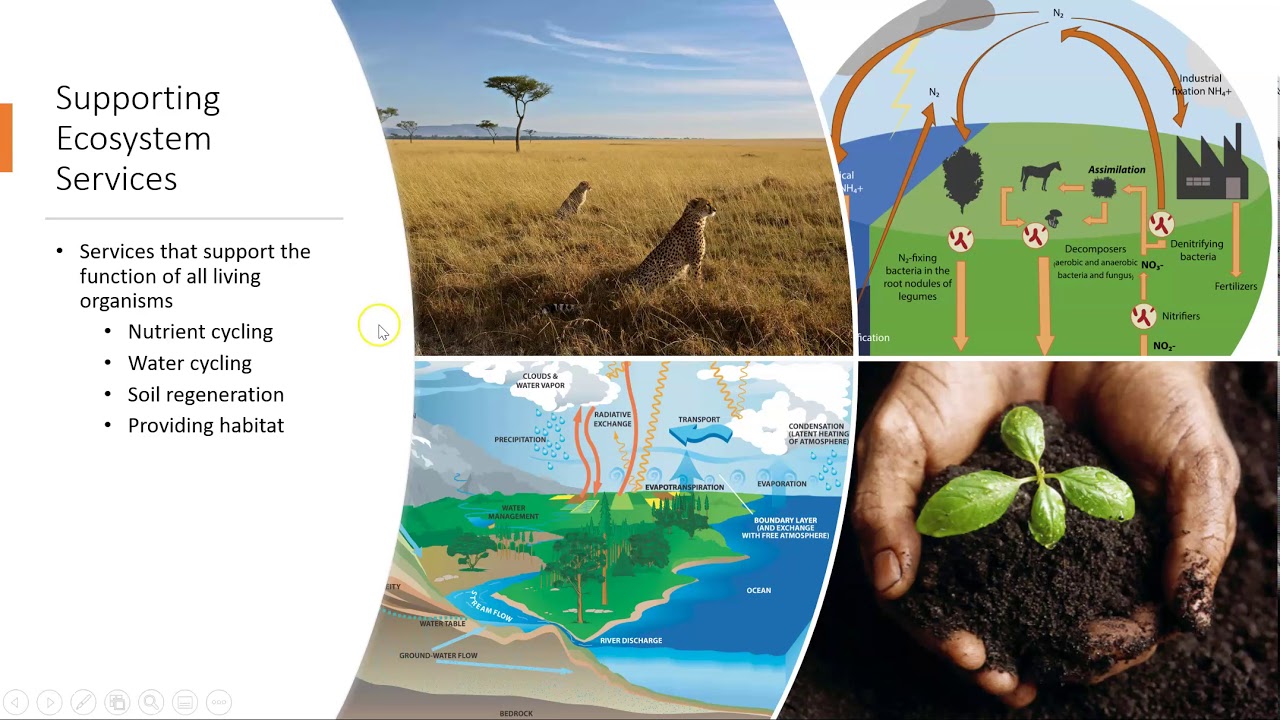 APES Topic 2.2: Ecosystem Services