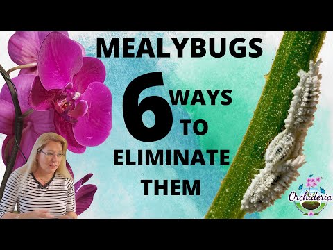 , title : 'Mealybugs on Orchids: 6 Methods to Eliminate Them for Good'