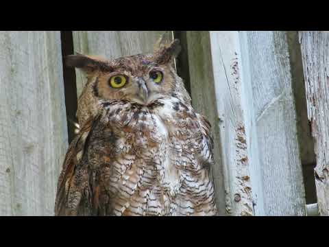 Great Horned Owl Gorgeous Yellow Eyes & Tufts on Head! Save Our Seabirds Sarasota, Florida