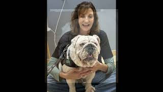 Video preview image #1 Bulldog Puppy For Sale in San Jose, CA, USA