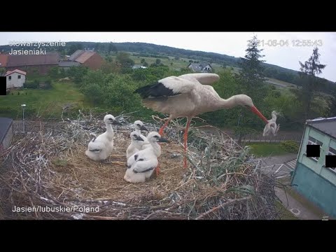 YouTube video about: Will a duck return to a disturbed nest?