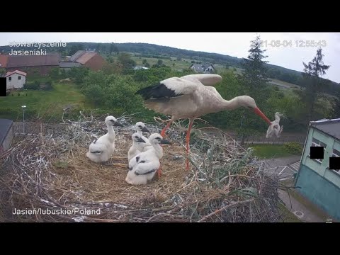 Stork kills chick - A kis fióka szelektálása - Jasienia /polish, lengyel/ - 2021.06.04 #TamasBirds