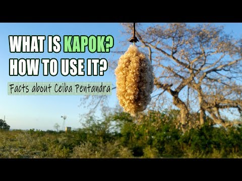 Ceiba Pentandra | Learn about this magestic giant tree | Silk cotton Kapok Java fruit seeds
