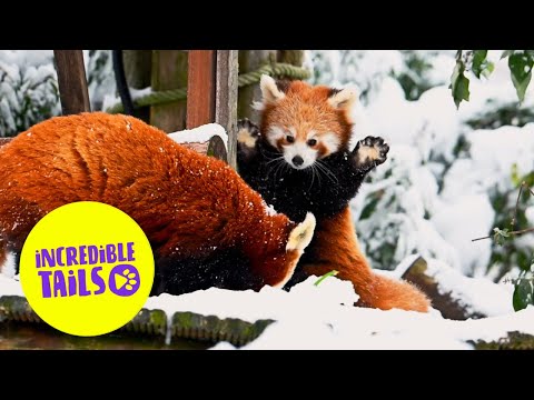 Red pandas play in the snow for the first time | SWNS