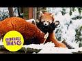 Red pandas play in the snow for the first time | SWNS