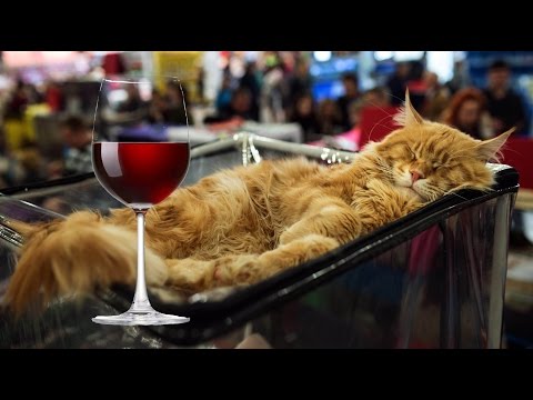 Proof That Cats Are Always Drunk - YouTube