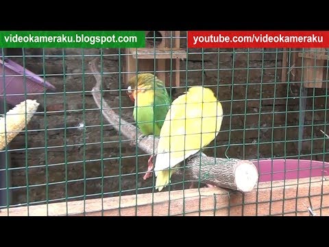 Love Birds Sounds 1 Hour High Quality Stereo Live Recording V7