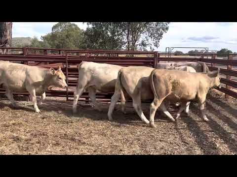 Charolais/Angus x heifers 11-12 months
