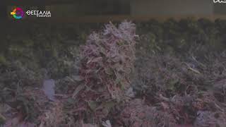 ΦΥΤΕΙΑ "ΜΑΜΟΥΘ" ΜΕ ΠΑΝΩ ΑΠΟ 5.000 ΔΕΝΔΡΥΛΛΙΑ ΧΑΣΙΣ ΣΤΗΝ ΚΑΡΥΑ ΟΛΥΜΠΟΥ 18 09 2025