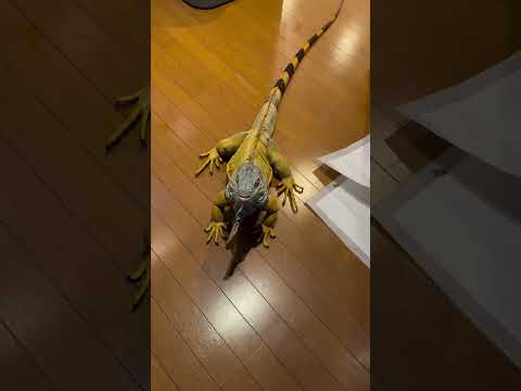 "Girgit Ka Turbo Speed!" #pet #lizard #girgit #chameleon