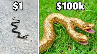 $1 vs. $100.000 Cobra!