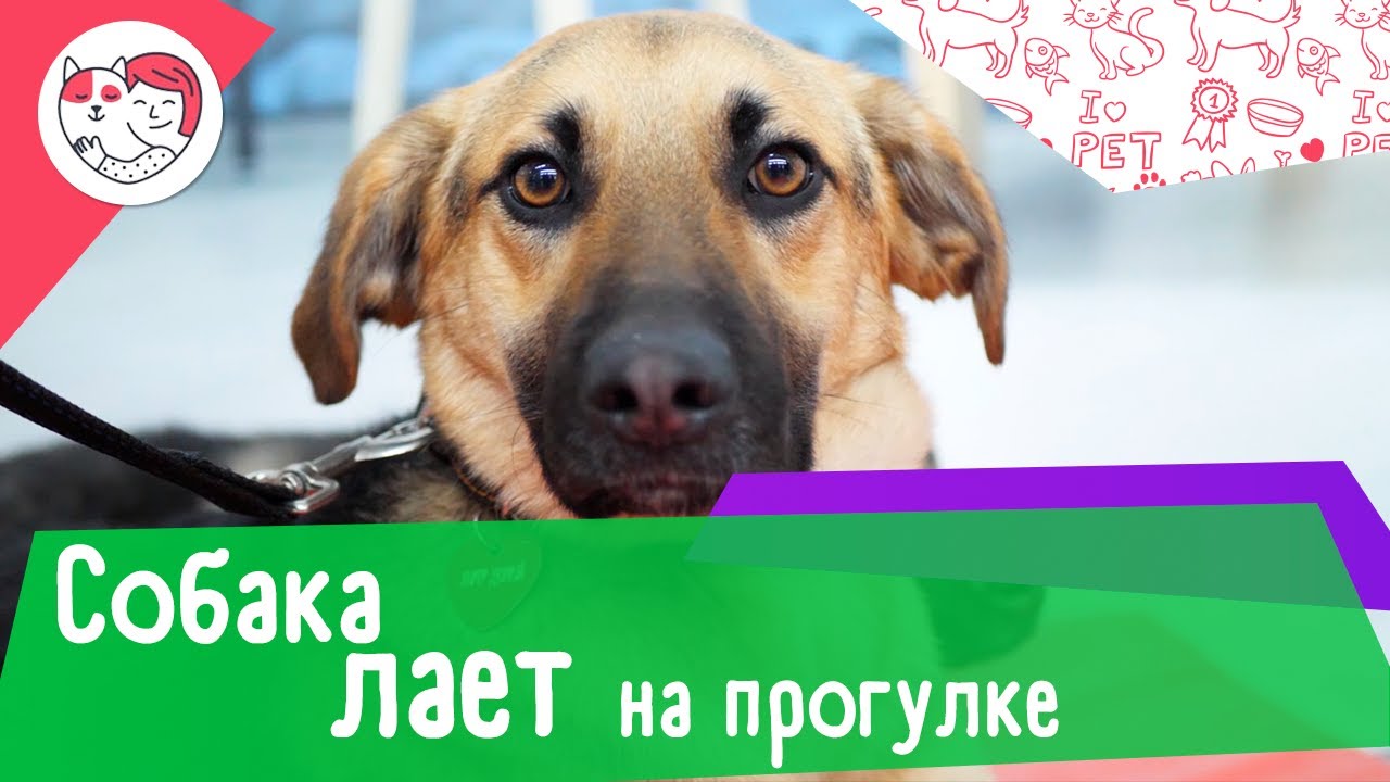 5 способов отучить собаку лаять на прогулке