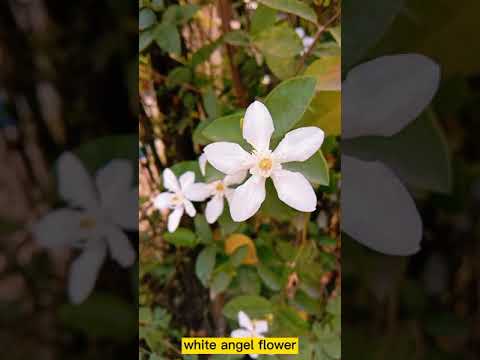 white angel flower very unique #shorts #flower #whiteangel