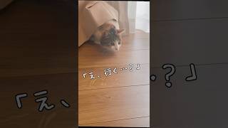 【保護猫】行くと思ったら隠れた猫ちゃん　#shorts #cat #猫のいる暮らし